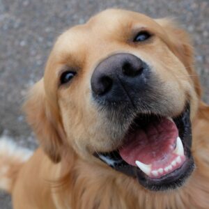 The loss of a pet can leave a family with strong feelings of grief